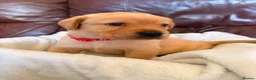 Labrador Retriever dogs for sale: Beautiful Labrador Puppies ready soon in Llanelli - Advert 5