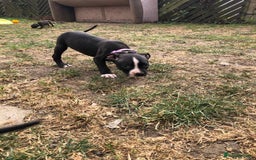 Mixed Breed dogs for sale: 3 BOYS LEFT - American Staffordshire bull terriers - Image 15
