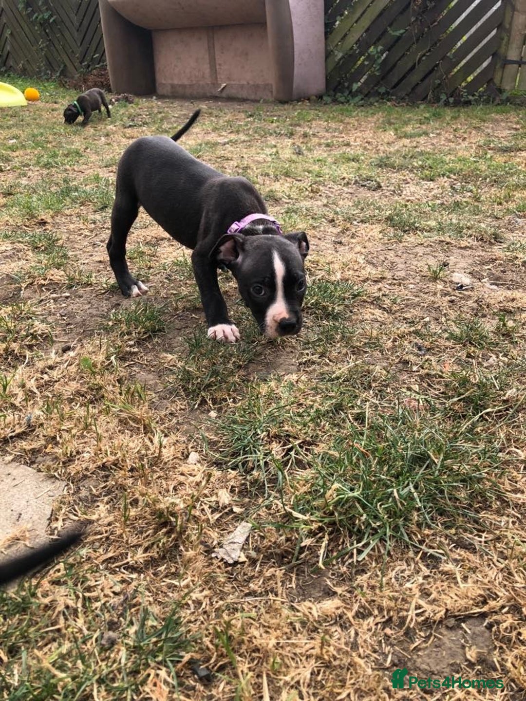 Mixed Breed dogs for sale: 3 BOYS LEFT - American Staffordshire bull terriers - Image 15