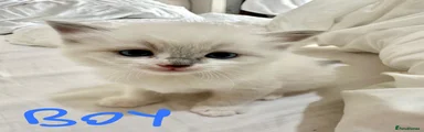 Ragdoll 1