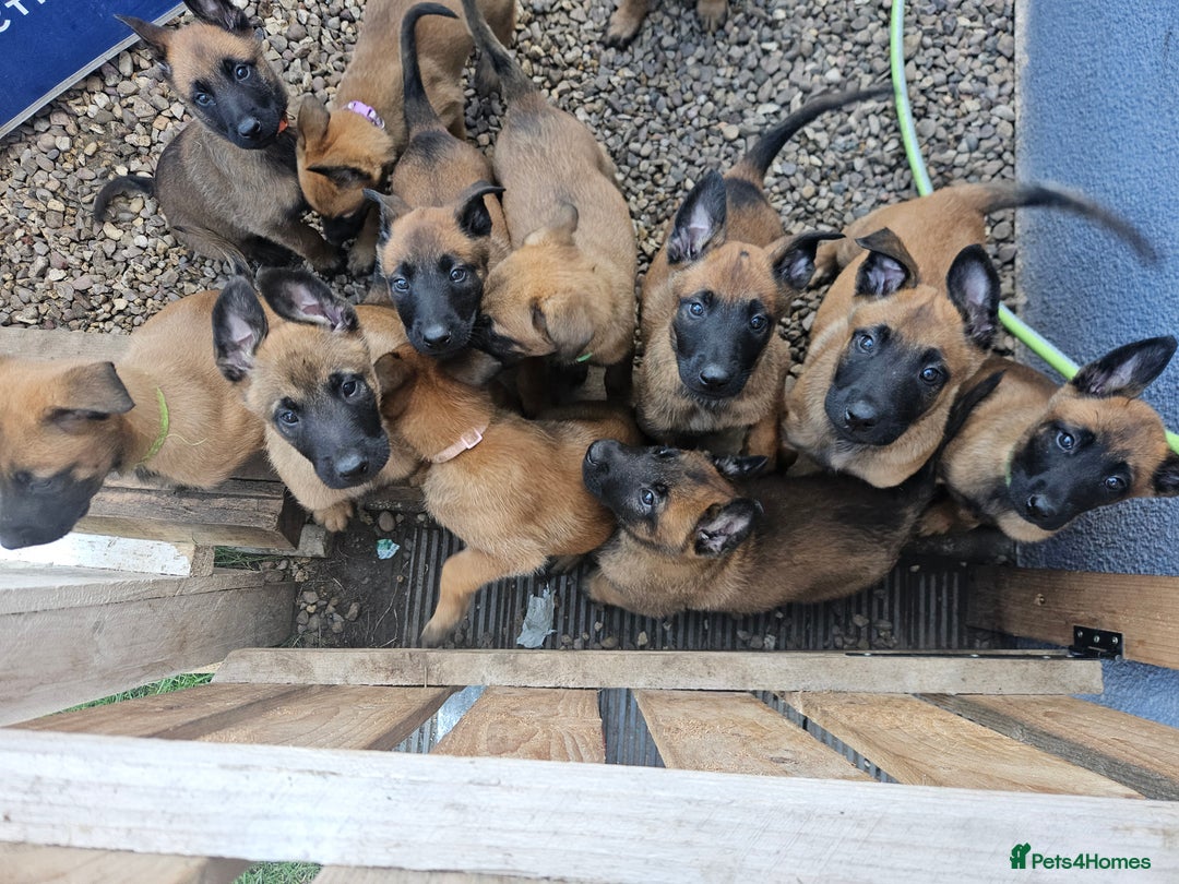 Belgian Shepherd Dog dogs for sale: KC Registered Mali Pups ***Last 1 girl - Advert 4
