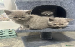 British Shorthair cats for sale: Beautiful cuddly, British short hair kittens  - Image 28