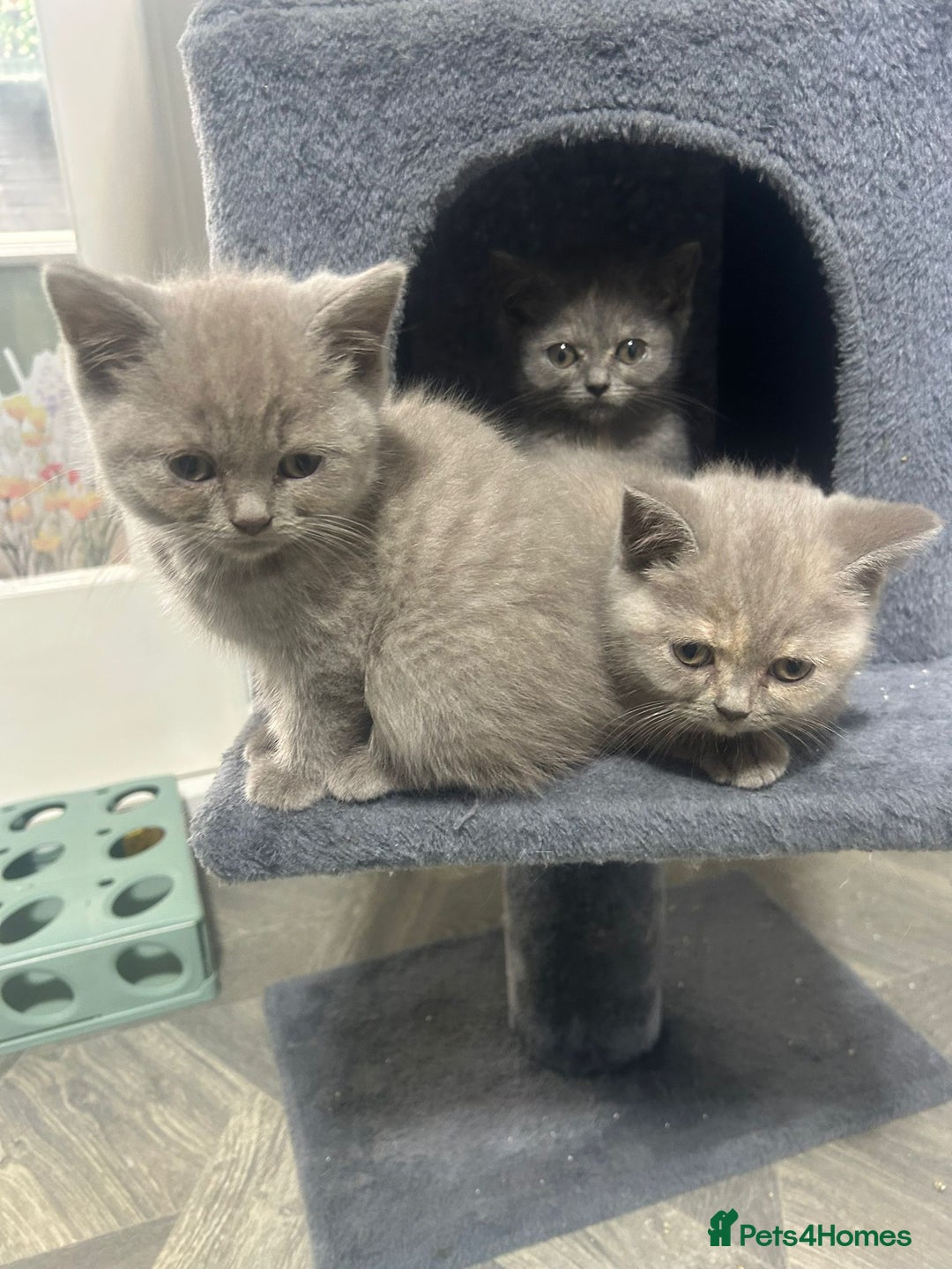 British Shorthair cats for sale: Beautiful cuddly, British short hair kittens  - Image 28