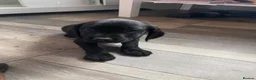 Sprocker dogs for sale: 🐶💕Beautiful Sprocker puppies for sale! 💕🐶 - Advert 3