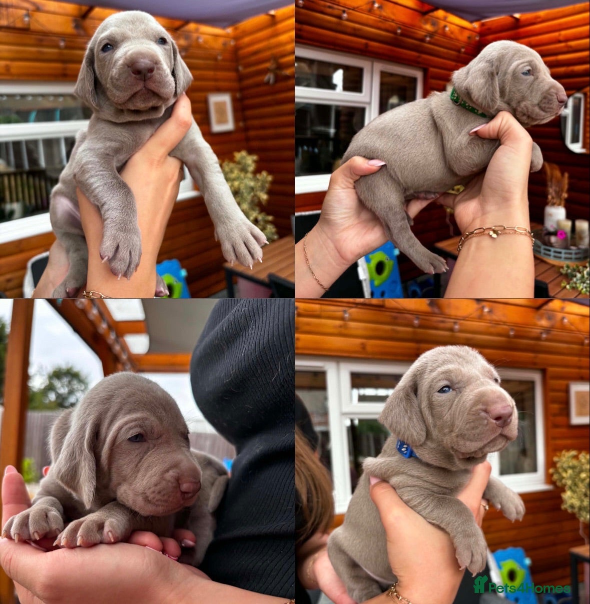 Weimaraner dogs 🩶Beautiful Silver KC Registered Weimaraner’s - Advert 1