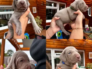 Weimaraner dogs 🩶Beautiful Silver KC Registered Weimaraner’s - Advert 1