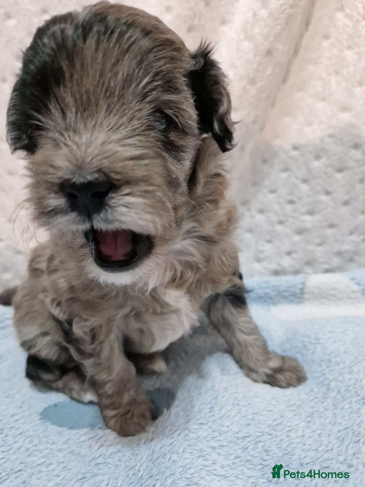 Maltipoo dogs Maltipoo boys for sale Apricot & merle 💙🩵💚 - Advert 2