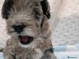 Maltipoo dogs Maltipoo boys for sale Apricot & Rare merle 💙 - Advert 2