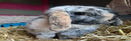 Mini Lop rabbits for sale: Beautiful Harlequin Mini lop  - Advert 1