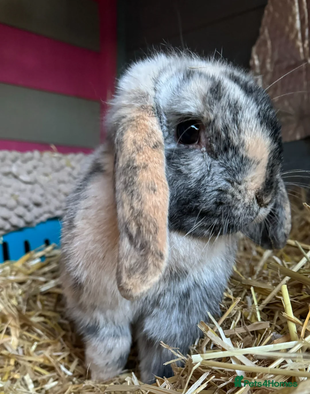 Mini Lop rabbits for sale: Beautiful Harlequin Mini lop  - Advert 1