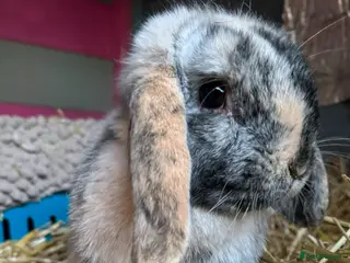 Mini Lop rabbits Beautiful Harlequin Mini lop - Advert 10