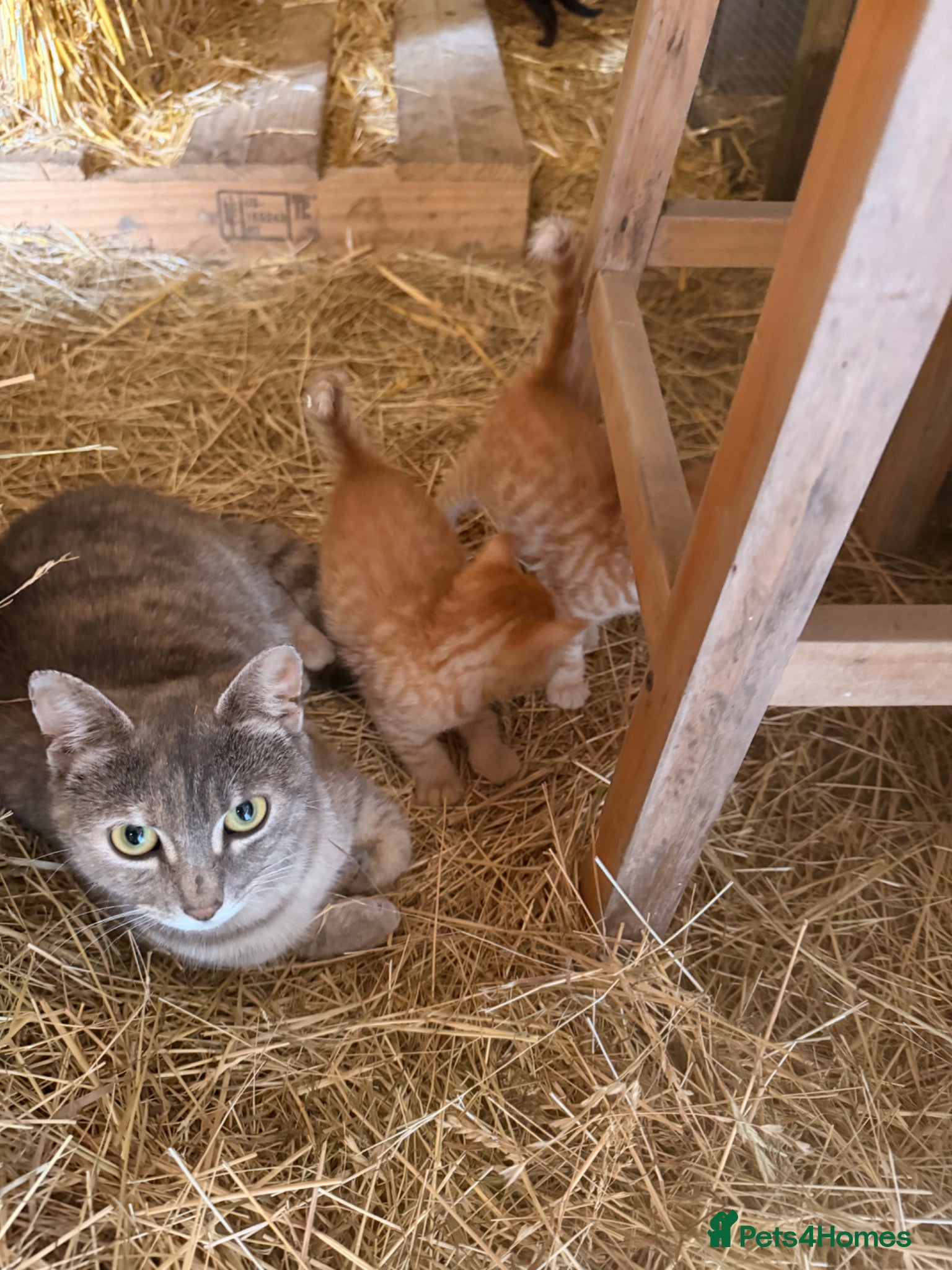 Mixed Breed cats for sale: Ginger kittens (part Bengal) - Advert 1