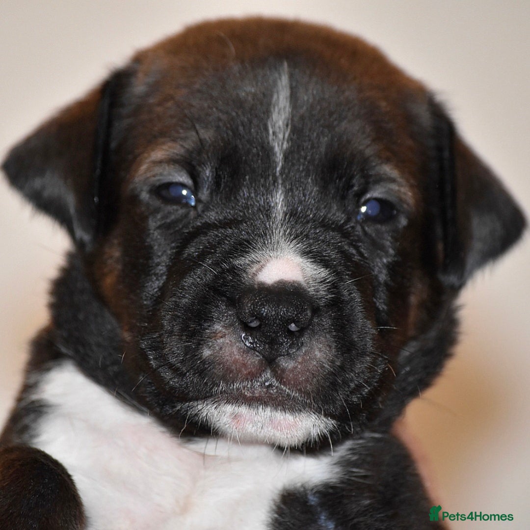 Belgian Shepherd Dog dogs for sale: Exceptional Herders from World-Class Lines - Image 30