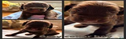 Cockapoo dogs for sale: F1B Cockapoo puppies - Advert 3