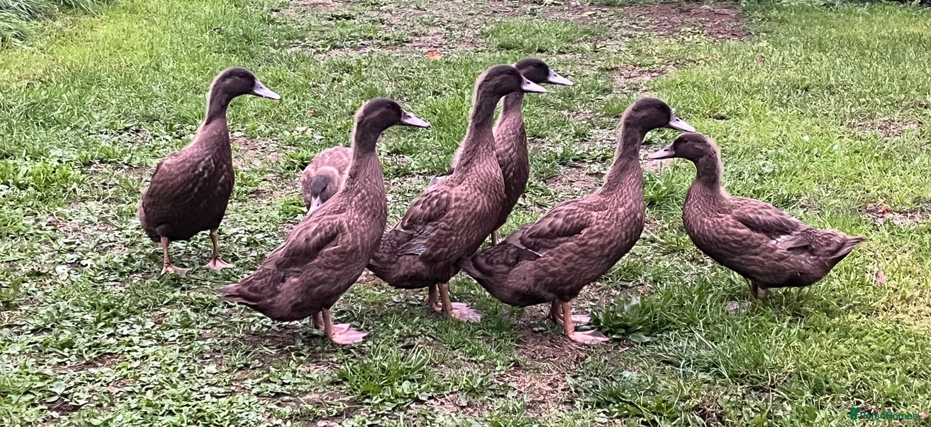 Ducks poultry 6 week - Khaki Campbells 3x Girls 4x Boys - Advert 1