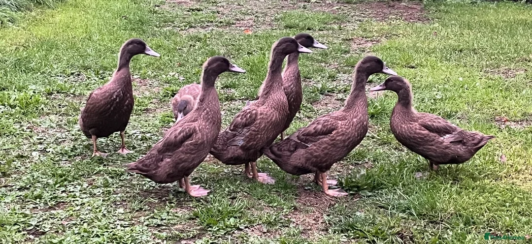 Ducks poultry for sale: 6 week - Khaki Campbells 3x Girls 4x Boys in Fordingbridge - Advert 1