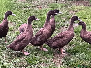Ducks poultry 6 week - Khaki Campbells 3x Girls 4x Boys - Advert 1