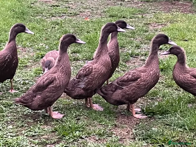 Ducks poultry 6 week - Khaki Campbells 3x Girls 4x Boys - Advert 4