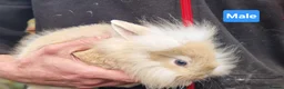 Mini Lion Lop rabbits for sale: Super Friendly Baby Lion Lops and Lop x Mini Rex   - Advert 2