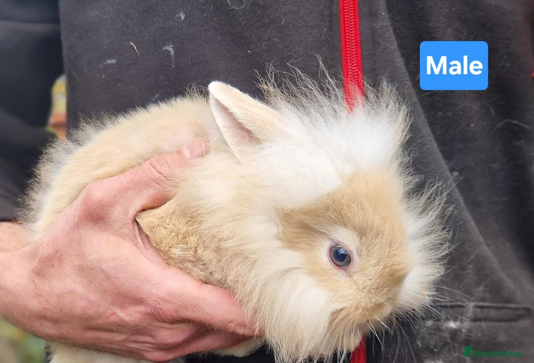 Mini Lion Lop rabbits for sale: Super Friendly Baby Lion Lops and Lop x Mini Rex   - Advert 2