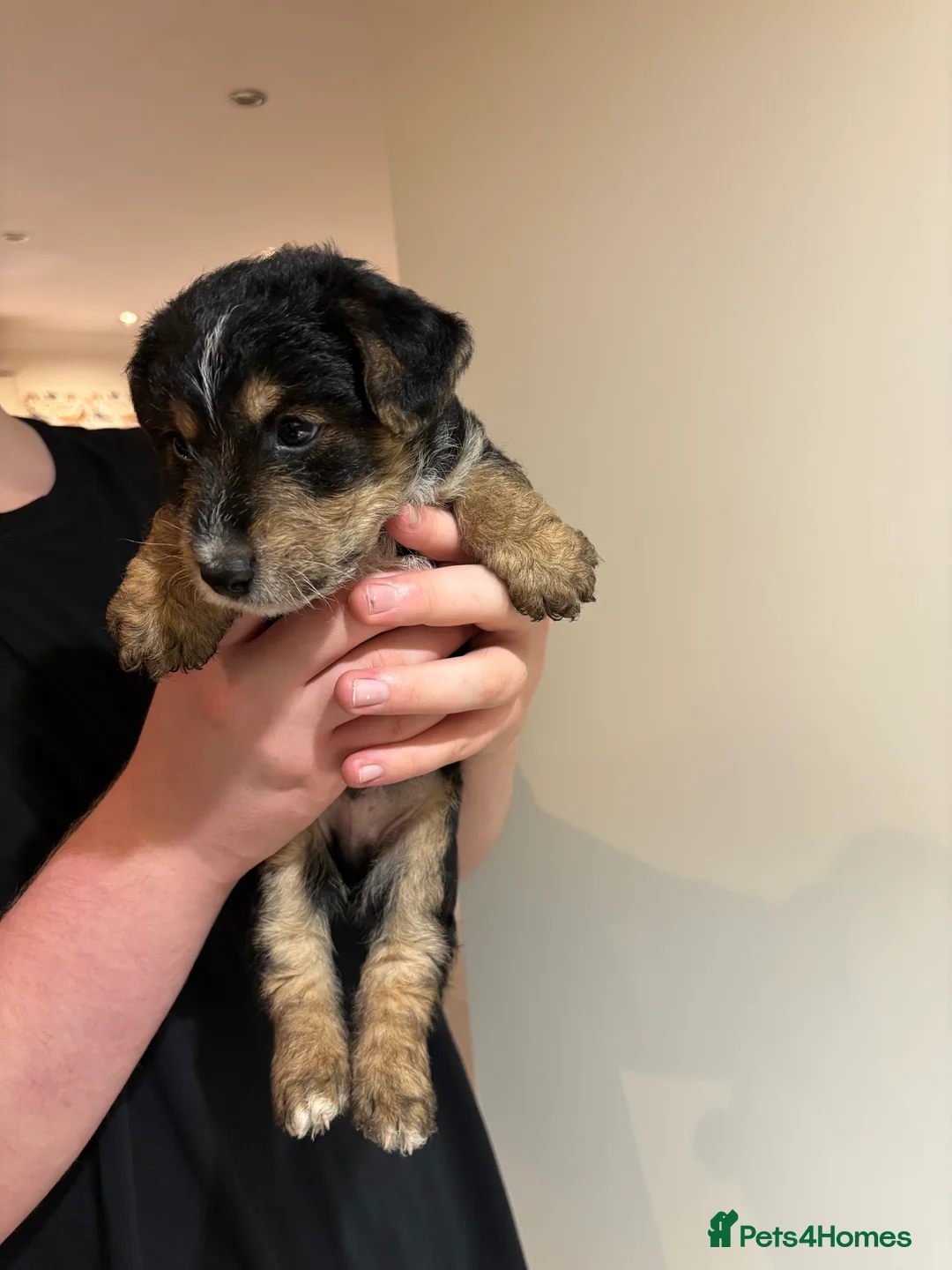 Mixed Breed dogs for sale: Gorgeous male puppies! Welsh Terrier x Jack Russel - Advert 4