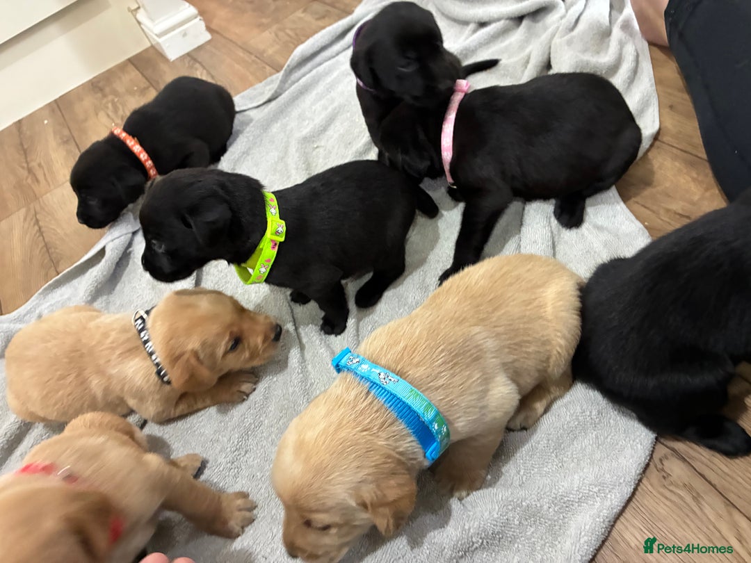 Labrador Retriever dogs for sale: 8 Labrador pups last black female available  - Image 7