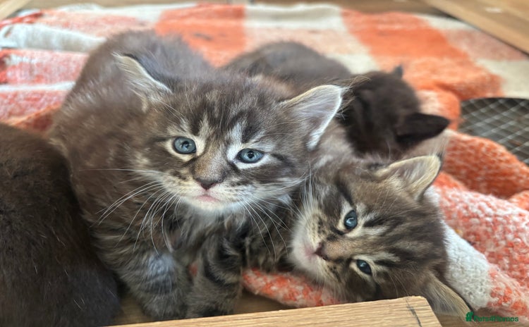 Maine Coon cats - Advert 7