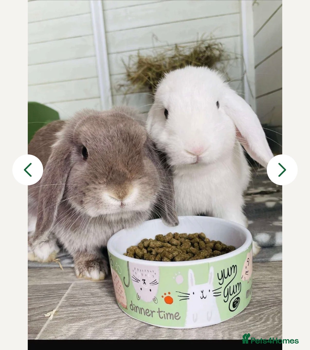 Mini Lop rabbits Mini Lops  - Advert 1