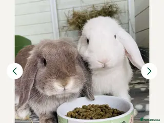 Mini Lop rabbits Mini Lops - Advert 1