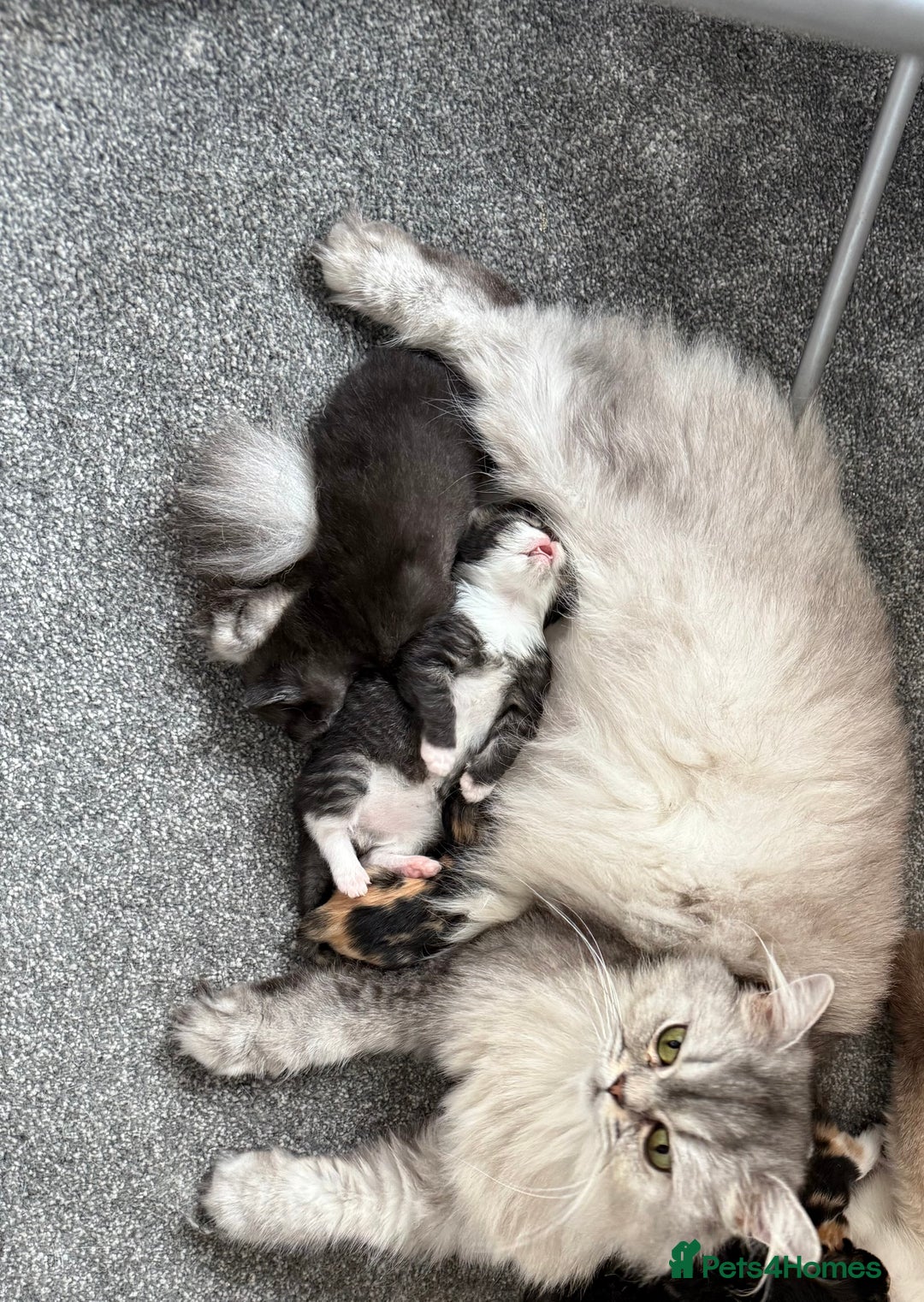 British Longhair cats for sale: British long hair x kittens ready to go  - Advert 3