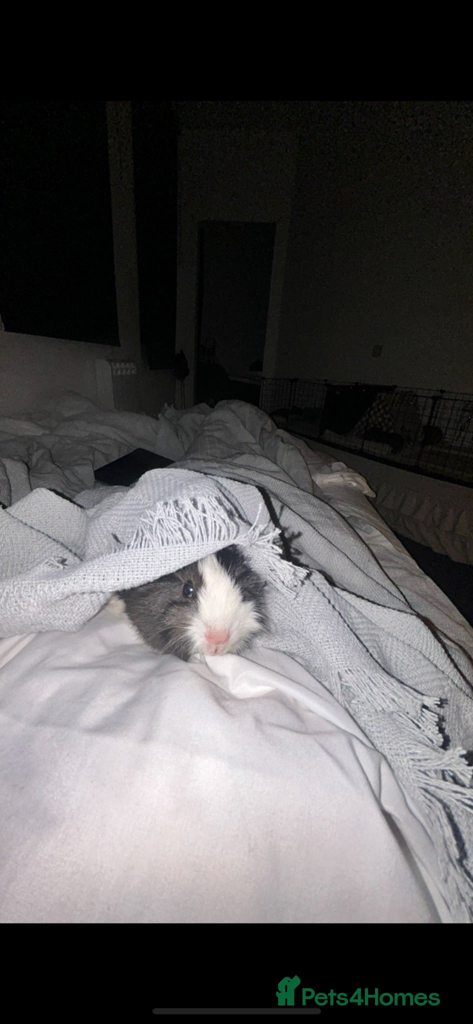 Guinea Pig rodents Beautiful female guinea pig - Advert 1