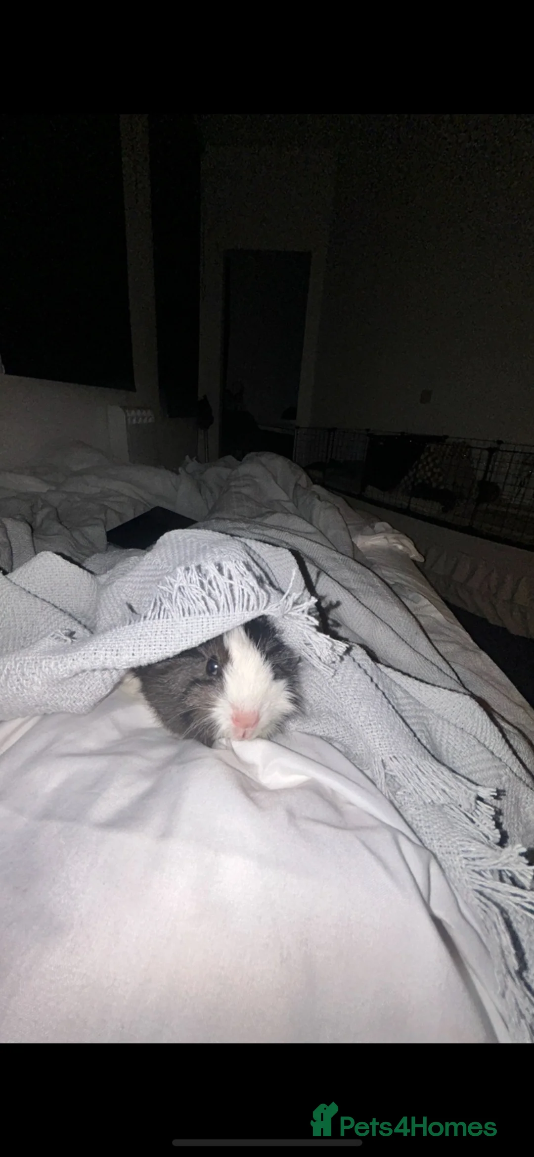 Guinea Pig rodents for sale: Beautiful female guinea pig in Northampton - Advert 1