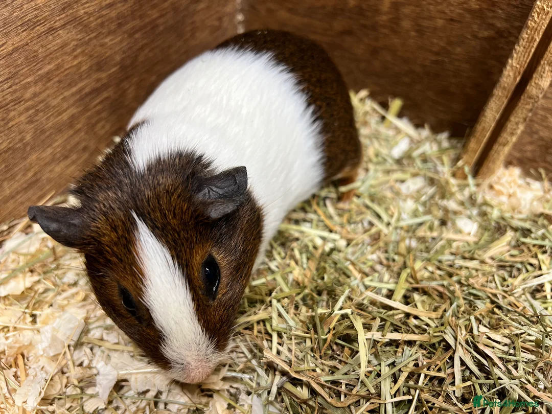 Guinea Pig rodents for sale: Pair of sow/girls - Advert 3