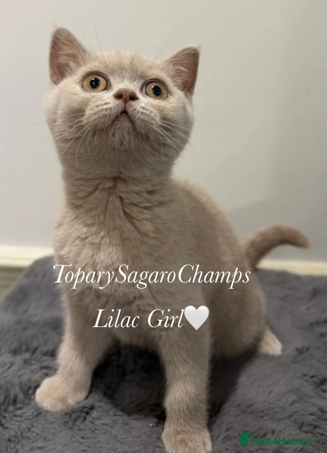 British Shorthair cats for sale: 🐾 Champion British Shorthair Kittens for Sale🐾 - Advert 8