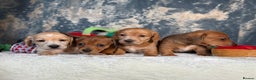 Miniature Dachshund dogs for sale: Miniature Dachshund Puppies🤎 - Advert 2
