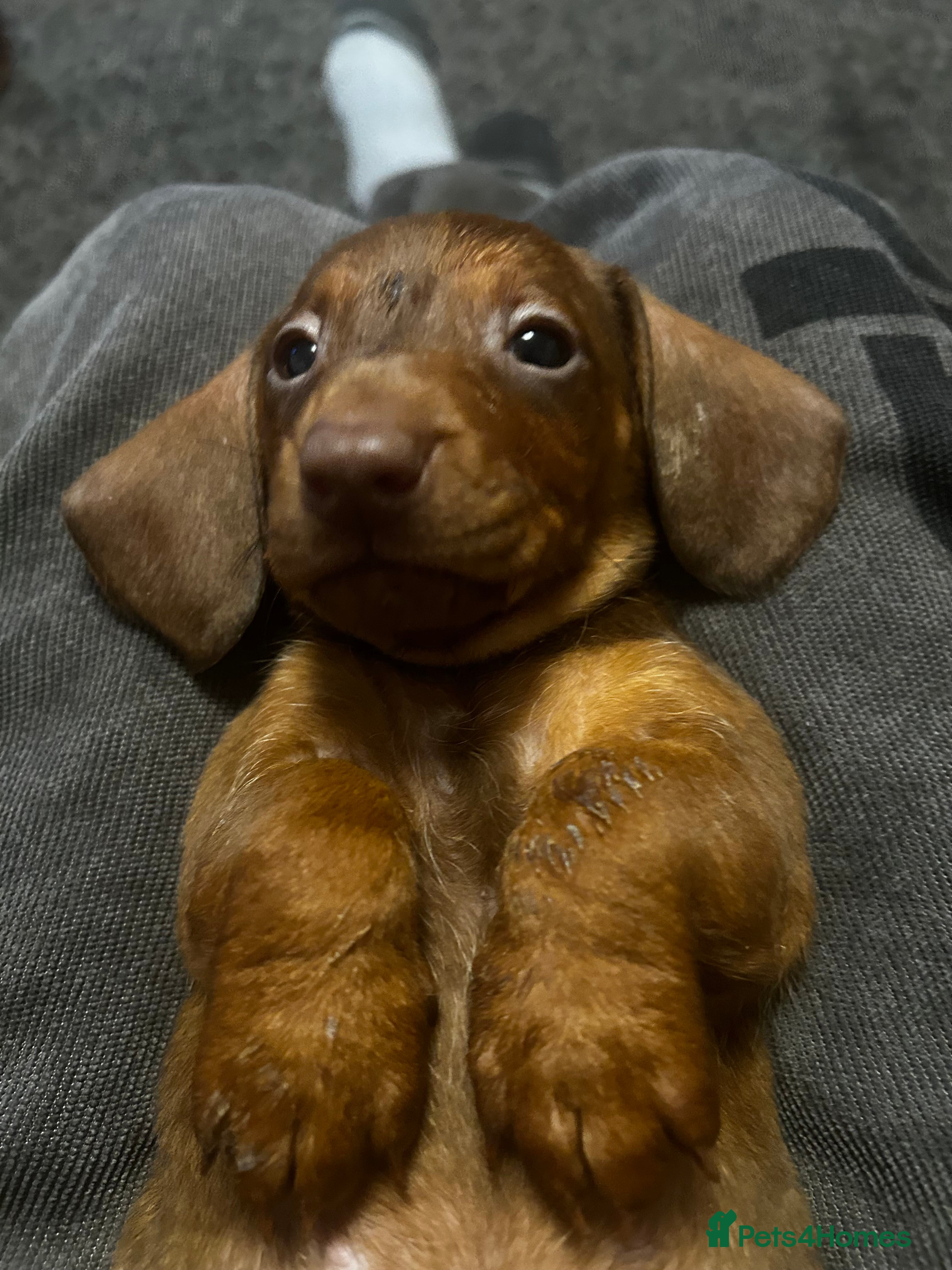 Dachshund dogs STUNNING KC REG STANDARD DACHSHUNDS  - Advert 5