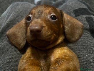Dachshund dogs STUNNING KC REG STANDARD DACHSHUNDS - Advert 4