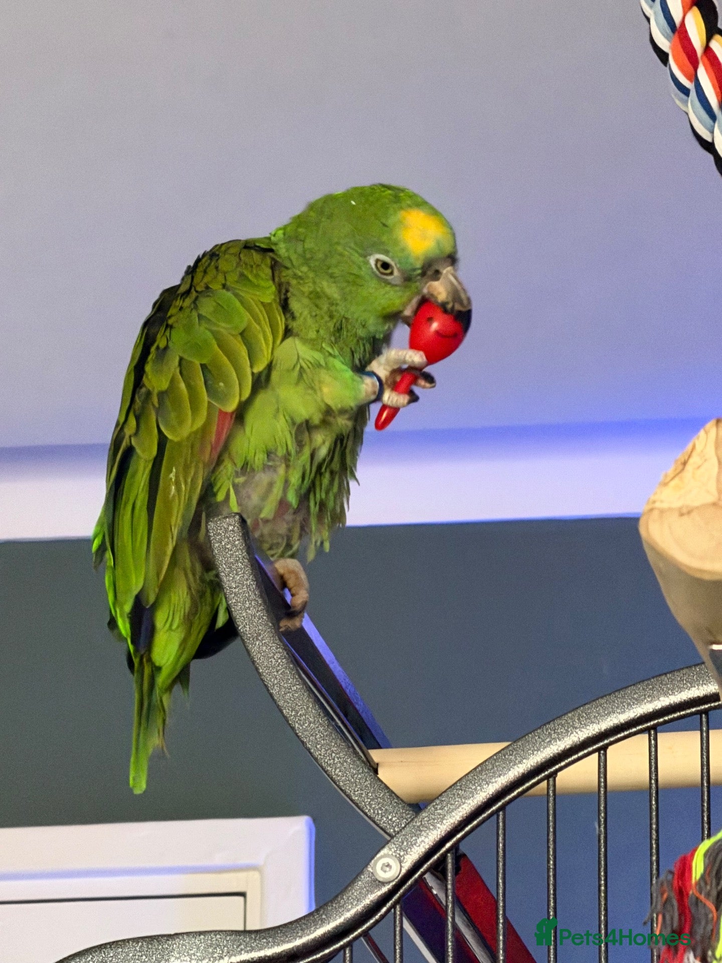 Parrots birds for sale: Yellow crowned Amazon  - Advert 3