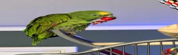 Parrots birds for sale: Yellow crowned Amazon  in Bracknell - Advert 1