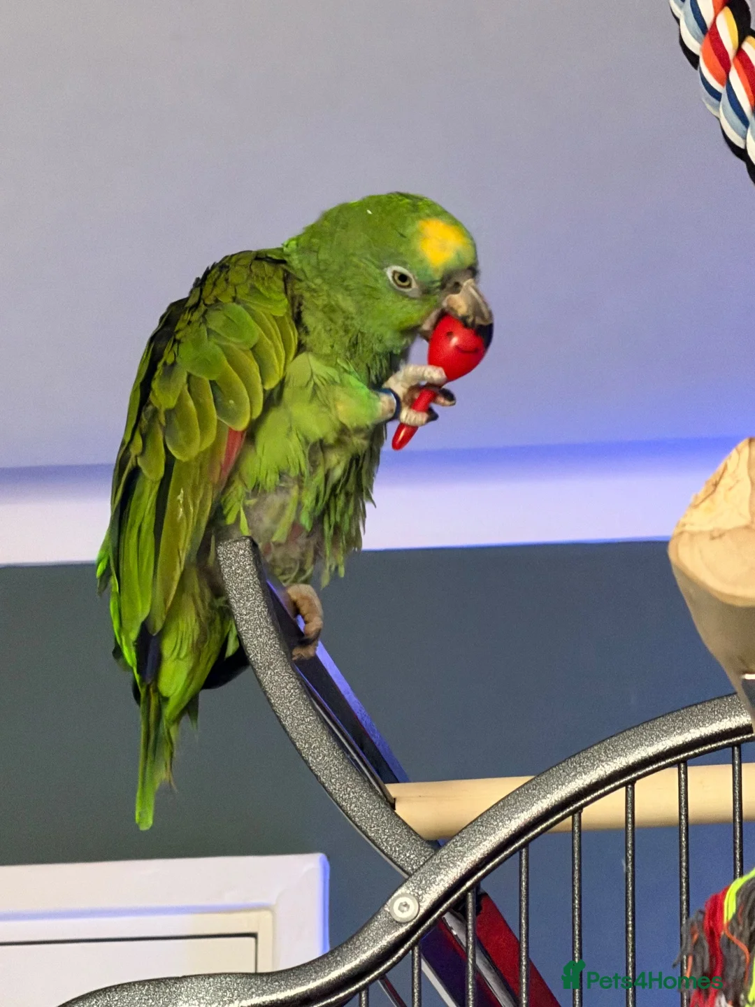 Parrots birds for sale: Yellow crowned Amazon  in Bracknell - Advert 1