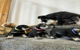 Miniature Schnauzer dogs for sale: Miniature Schnauzer Puppies KC/BVA/MAC Tested - Image 15