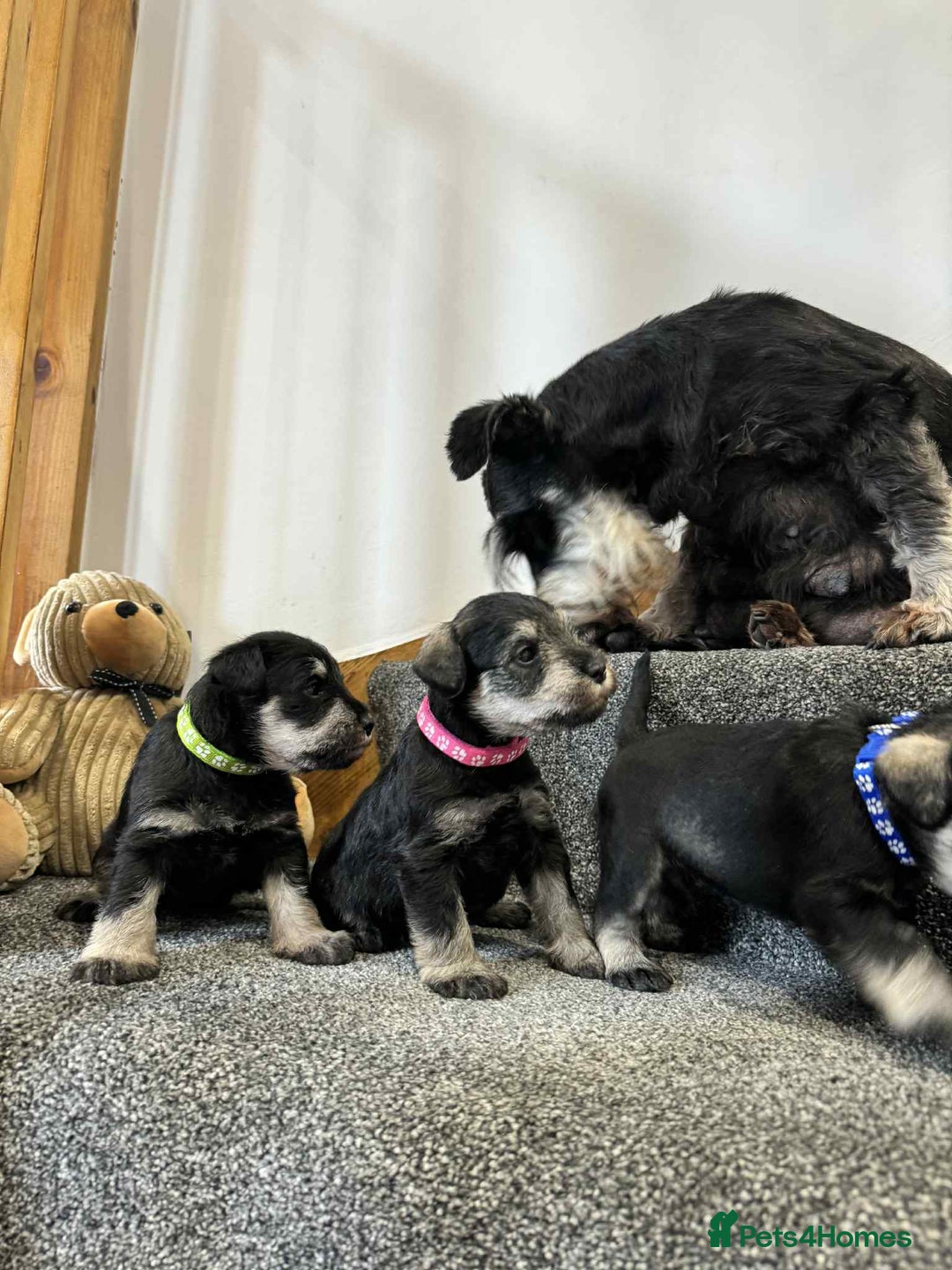 Miniature Schnauzer dogs for sale: Miniature Schnauzer Puppies KC/BVA/MAC Tested - Image 15