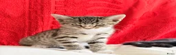 Mixed Breed cats for sale: Grey tuxedo cat mixed with tabby  in Bromley - Advert 3