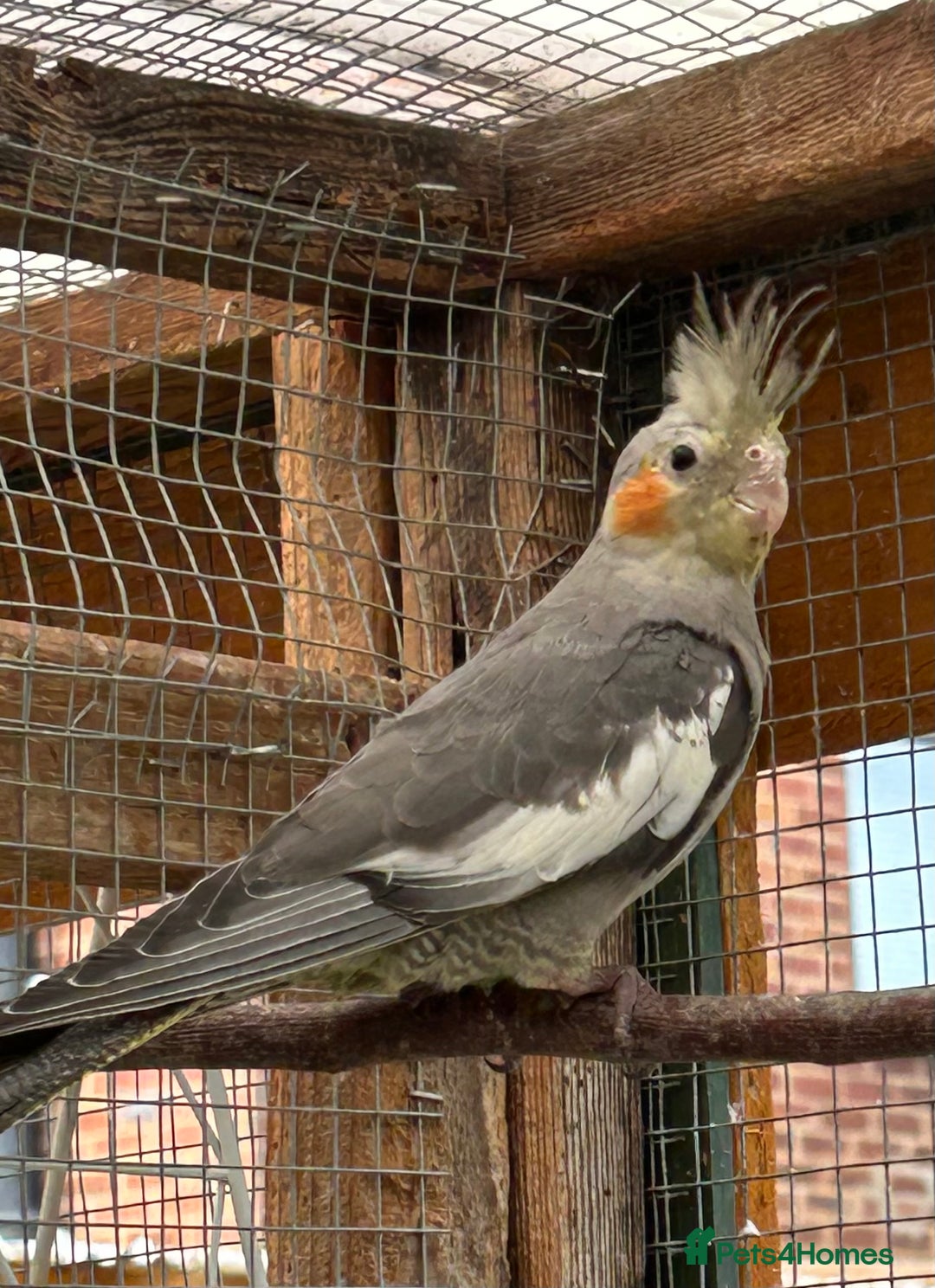 Cockatiels birds for sale: Baby Cockatiels - Image 13