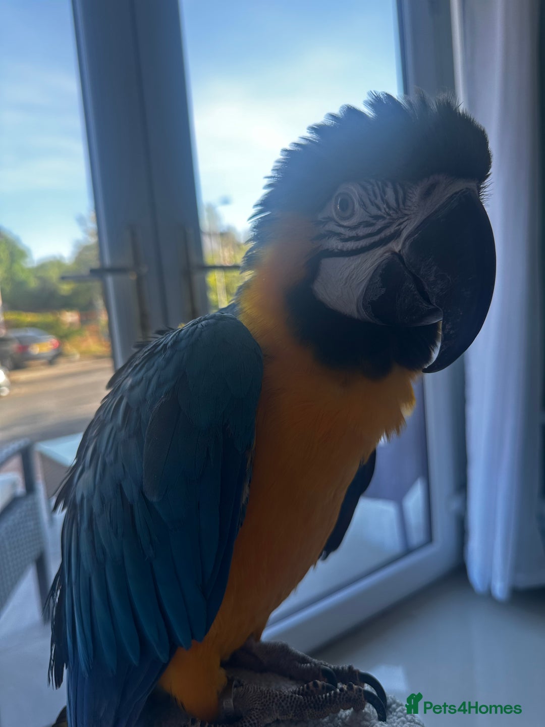 Macaws birds for sale: Blue & Gold Macaw - Image 4