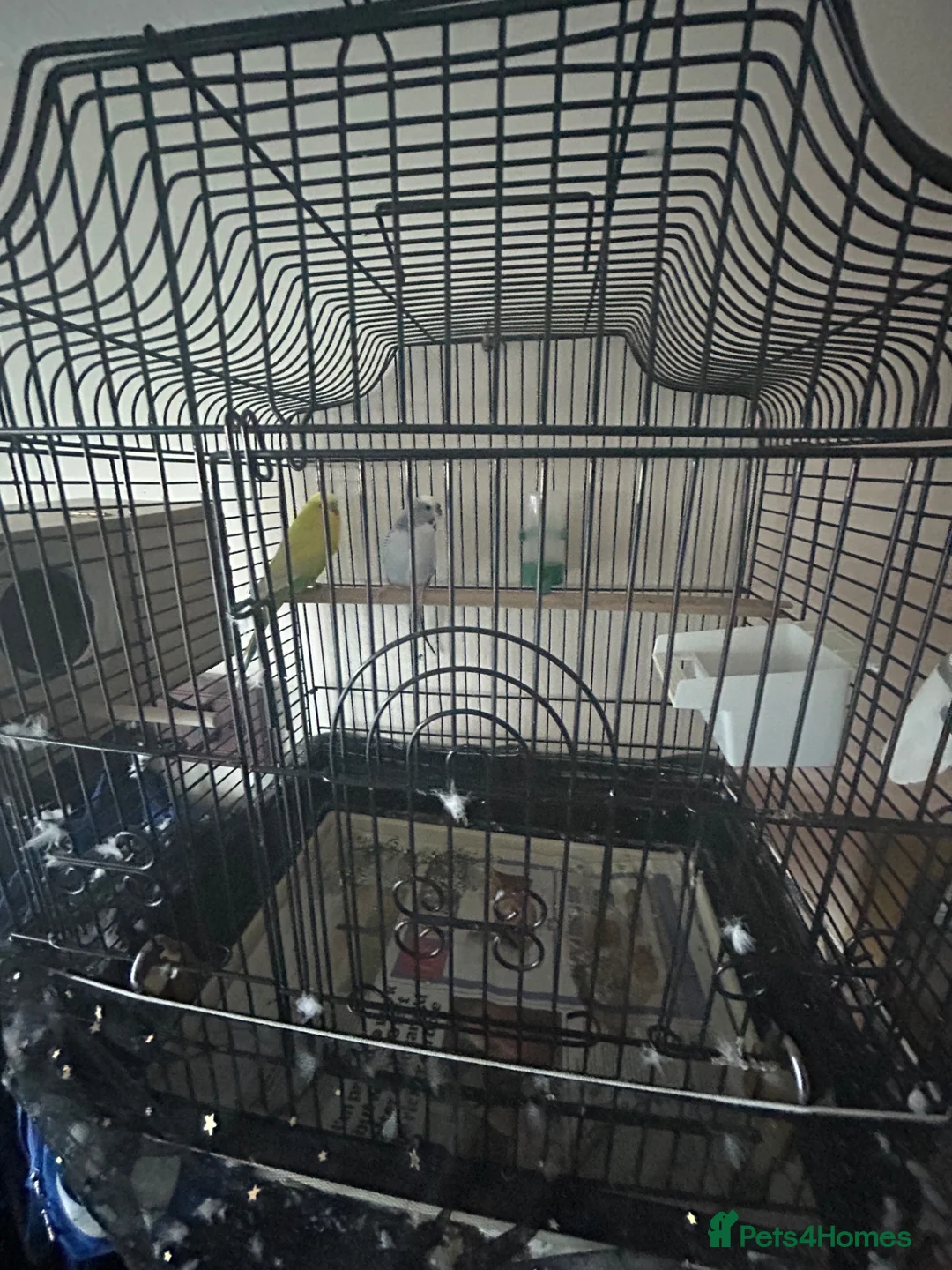 Budgerigars birds for sale: Cute budgies - Advert 7