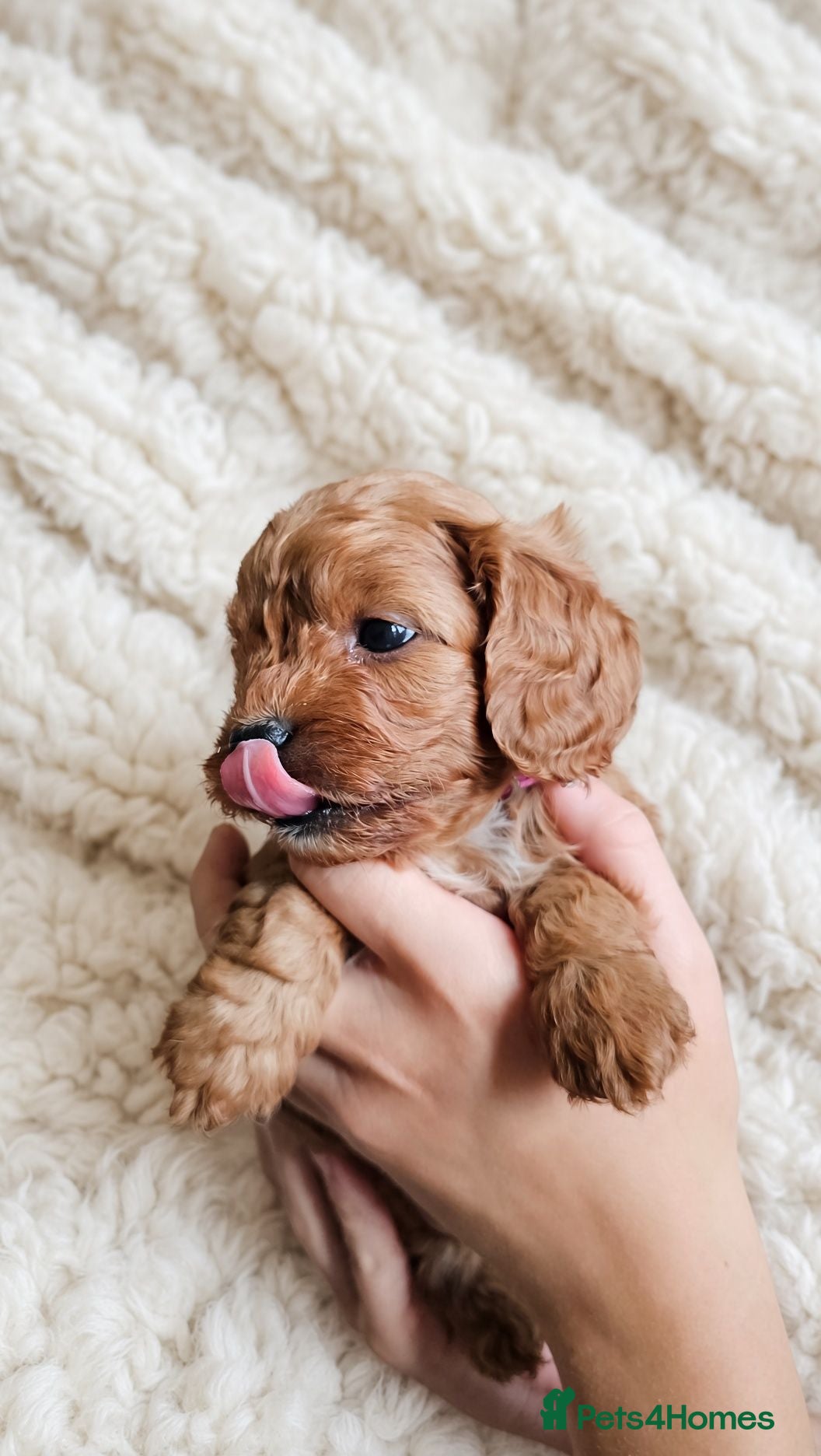 Cavapoo dogs Beautiful Litter of F1 Red Cavapoos Health Tested - Advert 1