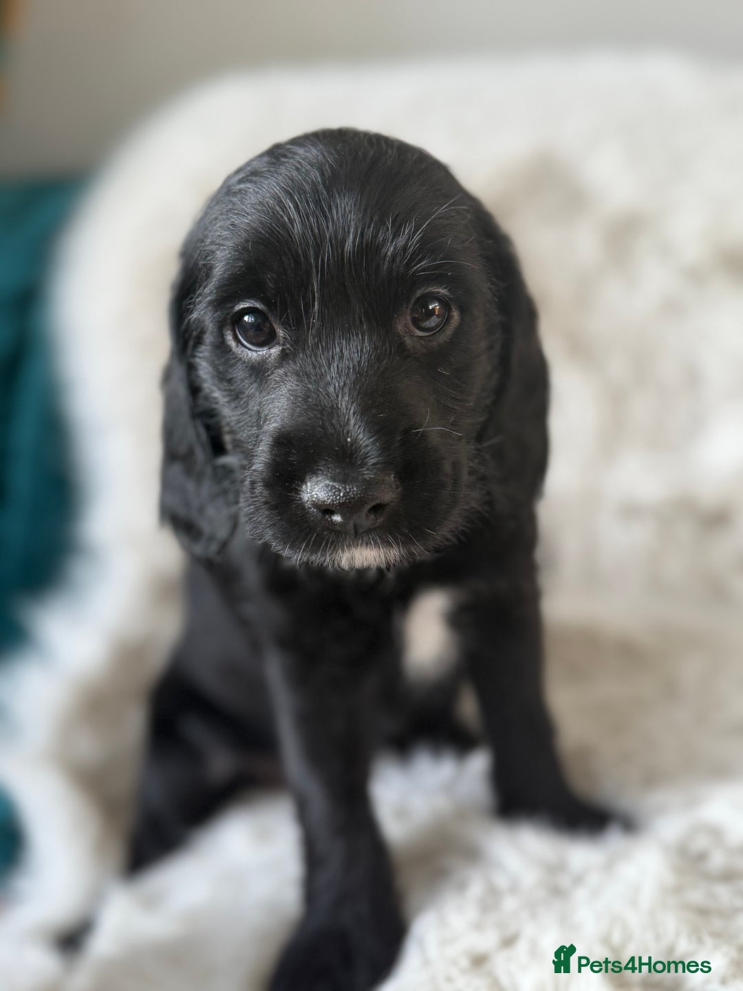 Mixed Breed dogs for sale: Girl Mixed Breed Puppy 13 Weeks Old - Advert 5