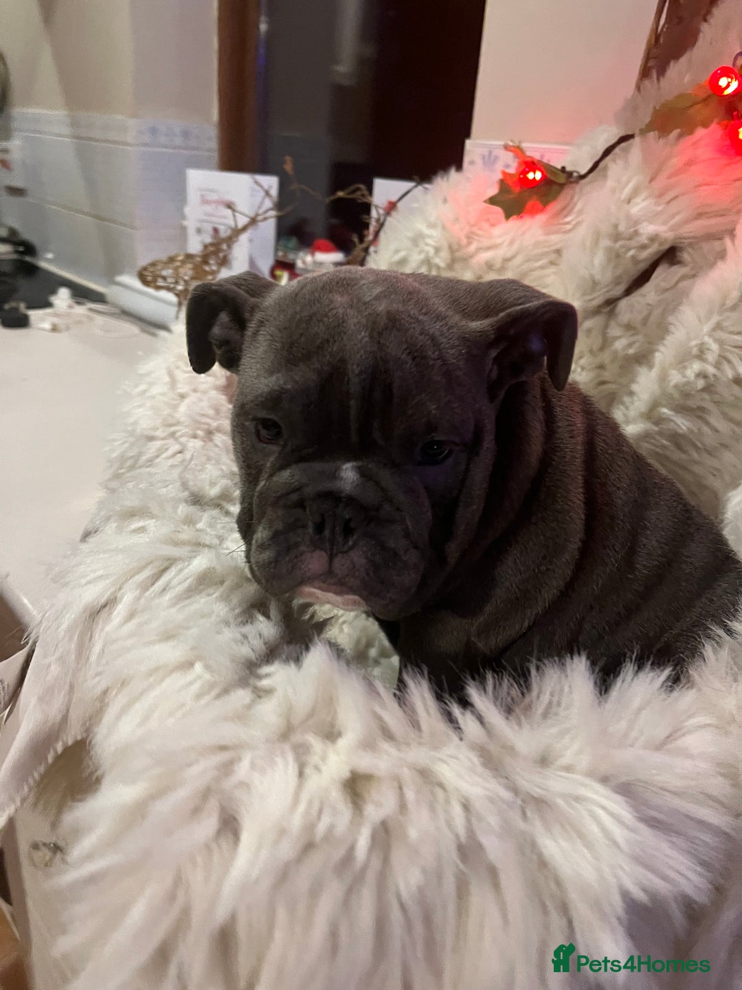 English Bulldog dogs for sale: Gorgeous English bulldog puppies  - Advert 5