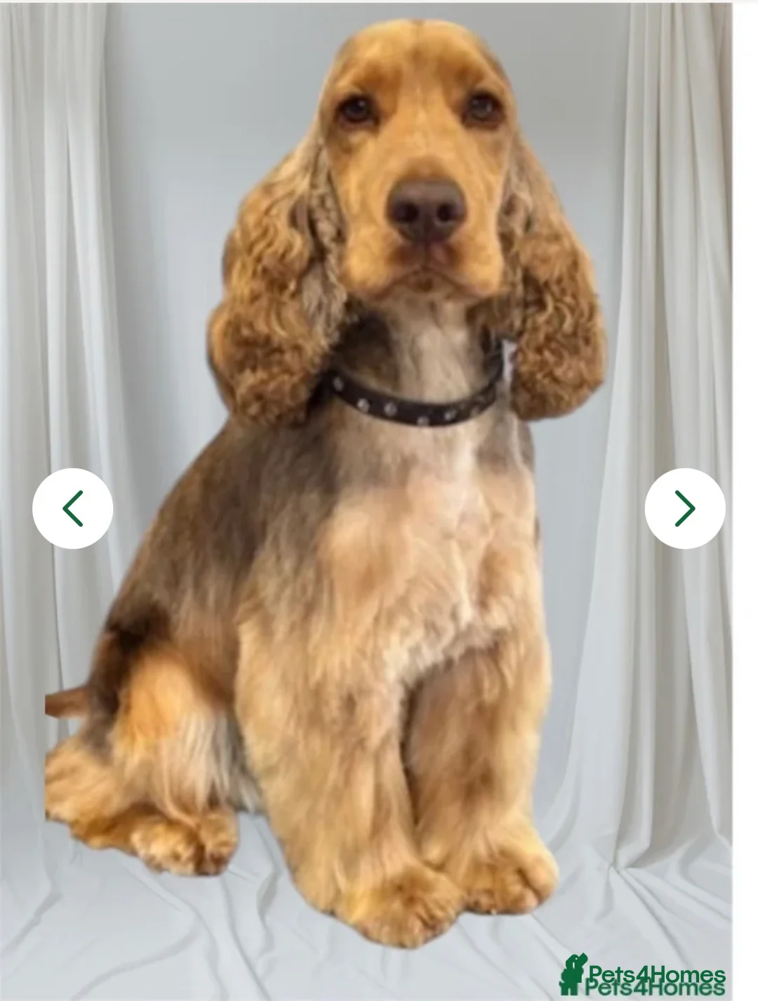 Cocker Spaniel dogs for sale: Show Cocker Spaniels  - Advert 6